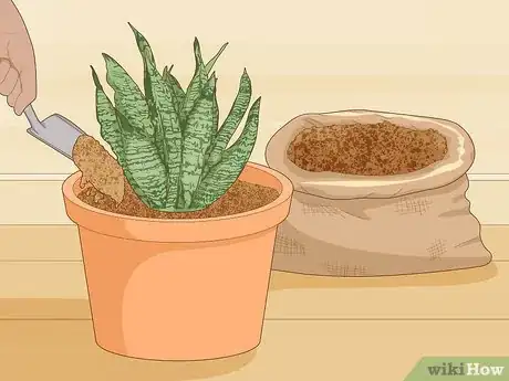 Imagen titulada Care for a Sansevieria or Snake Plant Step 3