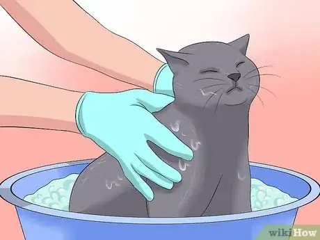 Imagen titulada Treat Coccidiosis in Cats Step 7