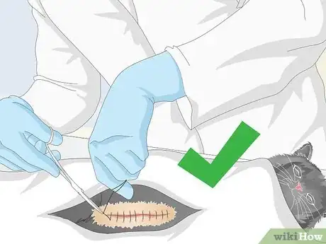 Imagen titulada Help a Vomiting Cat Step 14