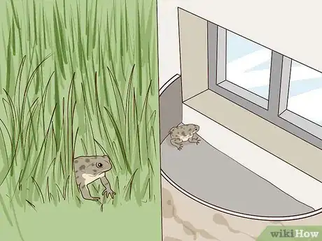 Imagen titulada Find Toads Step 1
