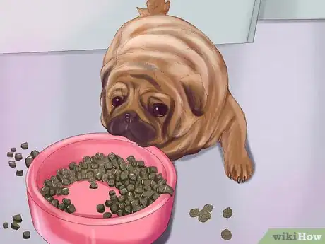 Imagen titulada Live with a Pug Dog Step 1