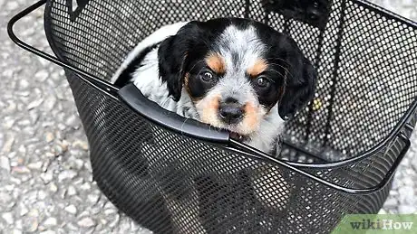Imagen titulada Carry a Puppy Step 9