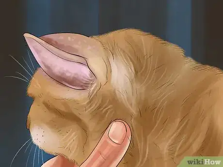 Imagen titulada Identify Lumps on Your Cat Step 6