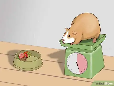 Imagen titulada Care for a Pregnant Guinea Pig Step 5