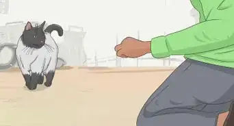 domar un gato salvaje