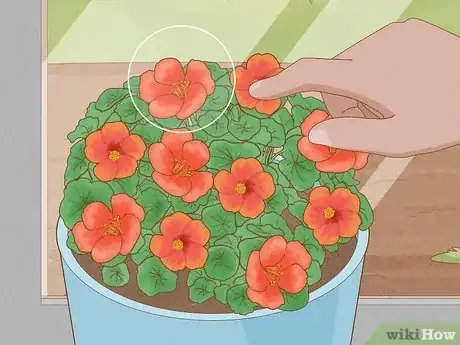 Imagen titulada Use Nasturtiums in Food Step 8