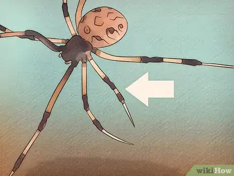 Imagen titulada Identify a Brown Widow Spider Step 3