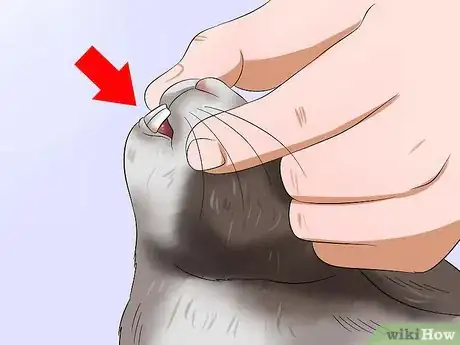 Imagen titulada Stop a Rabbit from Sneezing Step 6