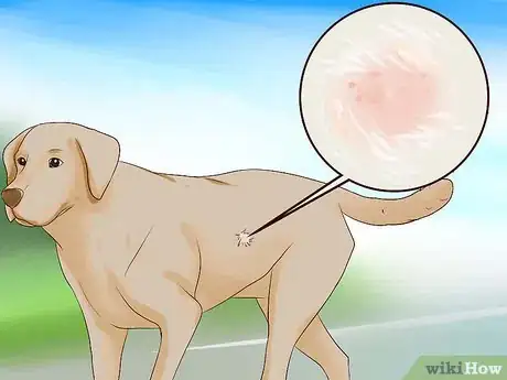 Imagen titulada Check a Dog for Ringworm Step 3