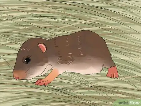 Imagen titulada Stop a Guinea Pig from Shedding Step 5