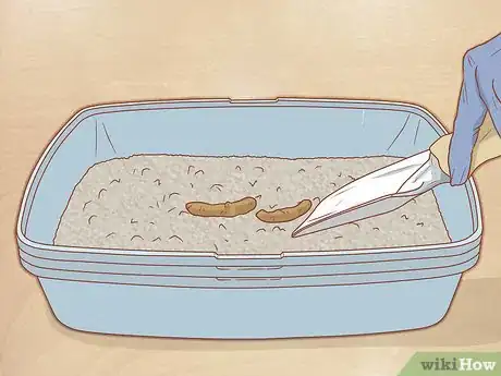 Imagen titulada Prevent Worms in Cats Step 6
