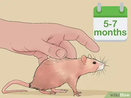 Imagen titulada Breed Rats Step 4