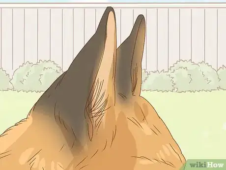 Imagen titulada Identify a German Shepherd Step 5