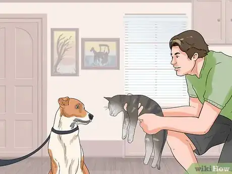 Imagen titulada Keep a Jack Russell Terrier Happy Step 7