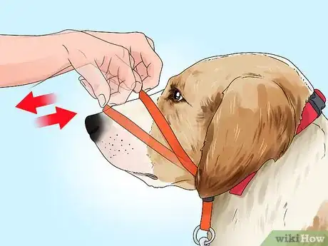 Imagen titulada Put a Gentle Leader on a Dog Step 10