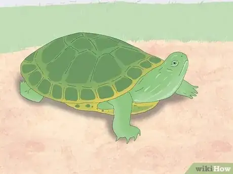 Imagen titulada Pet a Turtle Step 12
