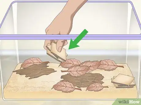 Imagen titulada Breed Isopods Step 4