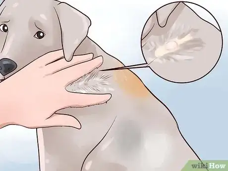 Imagen titulada Check a Dog for Ringworm Step 2