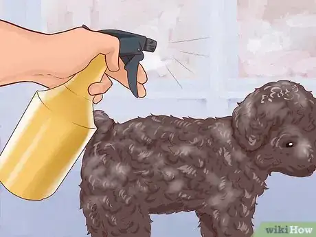Imagen titulada Care for a Toy Poodle Step 8