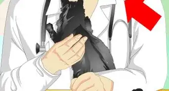 saber si un gato está castrado