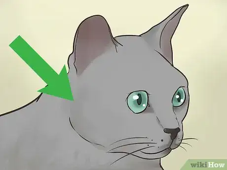 Imagen titulada Identify a Korat Cat Step 5