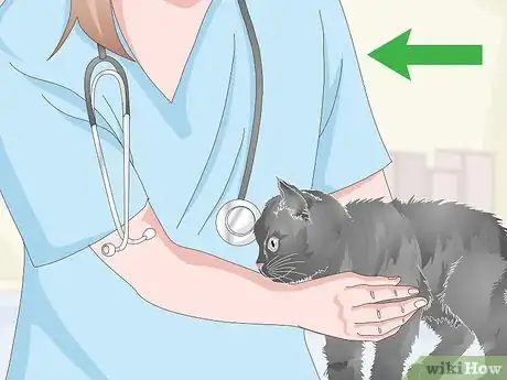 Imagen titulada Help a Vomiting Cat Step 11