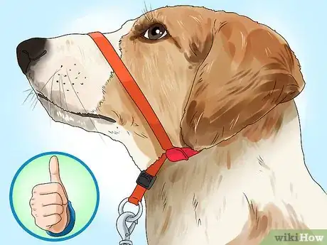 Imagen titulada Put a Gentle Leader on a Dog Step 11