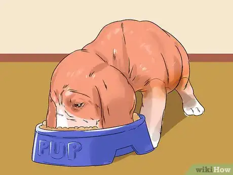 Imagen titulada Get a Puppy to Stop Crying Step 2