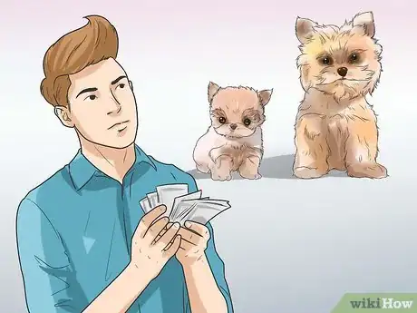 Imagen titulada Breed Yorkies Step 4