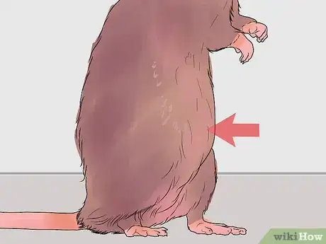 Imagen titulada Breed Rats Step 9