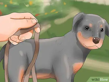 Imagen titulada Put on a Puppy Harness Step 13