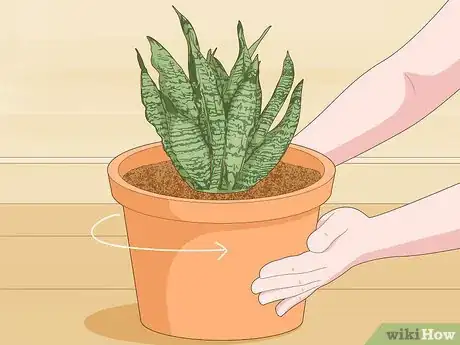 Imagen titulada Care for a Sansevieria or Snake Plant Step 11