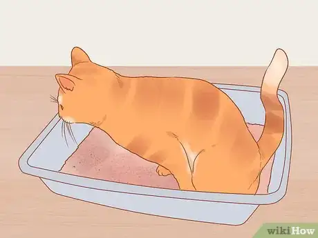 Imagen titulada Reduce Stress in Cats Step 1