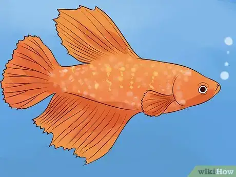 Imagen titulada Tell if a Betta Fish Is Sick Step 20