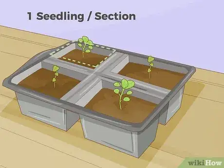 Imagen titulada Thin Out Seedlings Step 6
