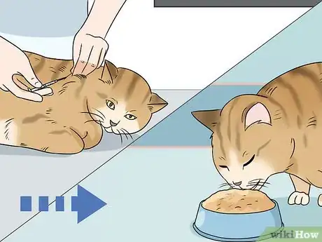 Imagen titulada Feed a Diabetic Cat Step 6