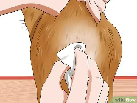 Imagen titulada Express a Cat's Anal Glands Step 7