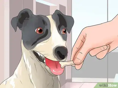 Imagen titulada Keep a Jack Russell Terrier Happy Step 8