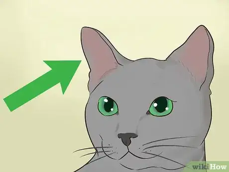 Imagen titulada Identify a Korat Cat Step 6