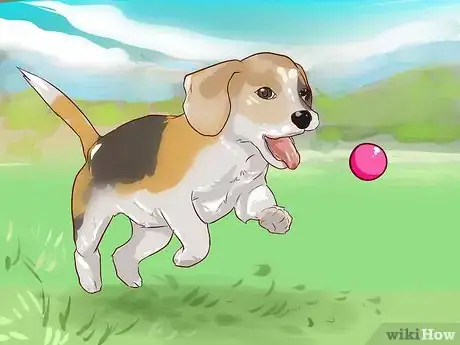 Imagen titulada Train Beagles Step 5