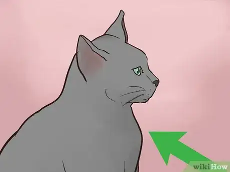 Imagen titulada Identify a Korat Cat Step 7