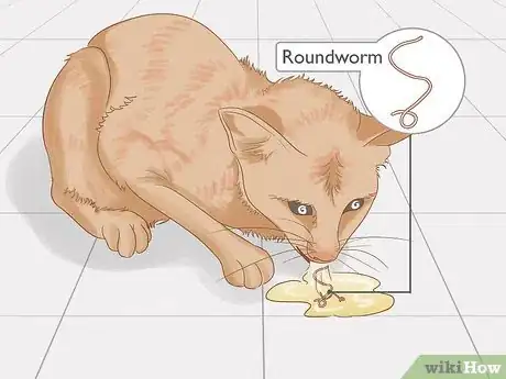 Imagen titulada Identify Worms in a Cat Step 11