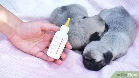 Imagen titulada Take Care of a Weak Newborn Puppy Step 8