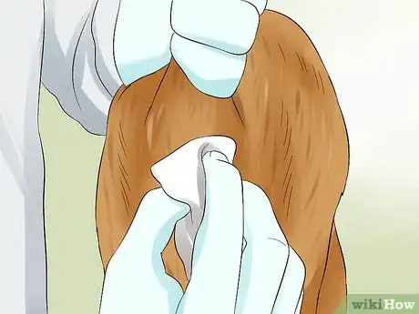 Imagen titulada Express a Cat's Anal Glands Step 5