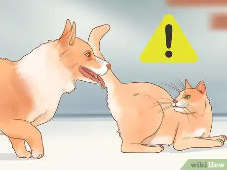 Imagen titulada Reduce Stress in Cats Step 9