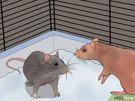 Imagen titulada Breed Rats Step 8