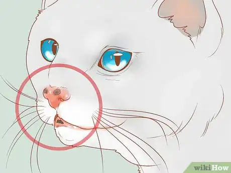 Imagen titulada Recognize Skin Cancer in Cats Step 3