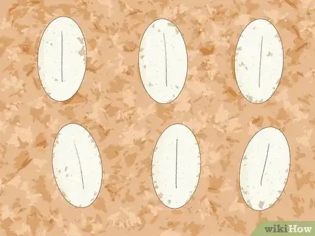 Imagen titulada Take Care of Lizard Eggs Step 7