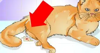 saber si una gata ha sido esterilizada