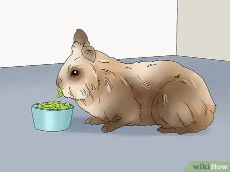 Imagen titulada Care for Lionhead Rabbits Step 10